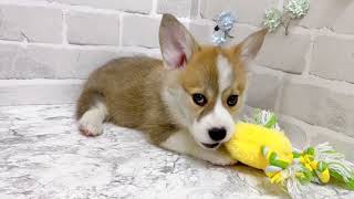 コーギーの動画01