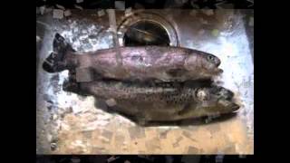 Congamond Lakes,Mass.