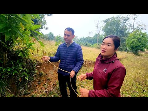 When the herd of cows disappeared, Hong informed Phong and asked for his help in finding them.