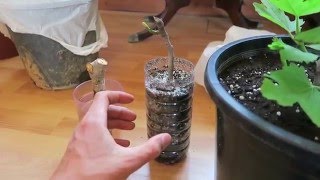 3 simple steps hot to root and grow your FIG CUTTING