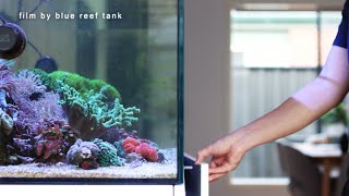 Revitalizing My Reef - Welcoming New Life Into The Aquarium | Blue Reef Tank