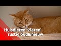Een stressloze jaarwisseling voor je huisdier? Het kan!