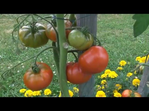 , title : 'culture tomates de a à z veg mpeg4 HD'
