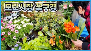 가격흥정과 세일이 난무한 꽃시장 ㅋㅋㅋ 성남 모란시장 식물투어!!