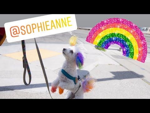 Sophie Anne, Berkeley's Famous Rainbow Poodle