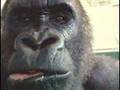 Oliver Eats An Apple