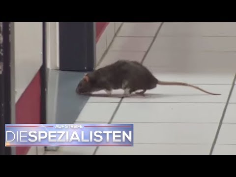 Rattenalarm in der Klinik am Südring! | Die Spezialisten | SAT.1 TV