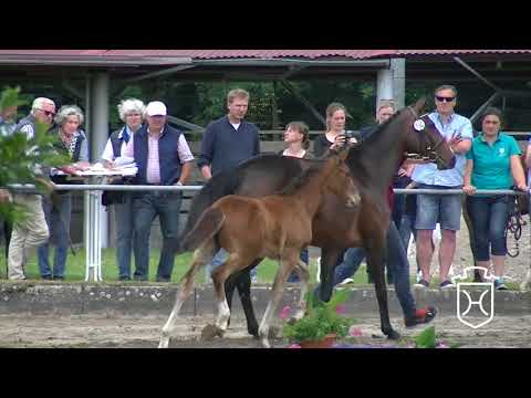 IZ160 Stutfohlen von Million Dollar - Nekton - King Milford xx