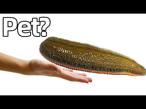 I Bought a Pet Giant Leech (suck my blood)