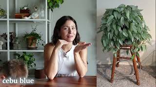 My Top 6 favorite houseplants this summer! 