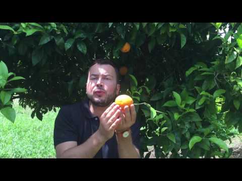 L'huile essentielle de petitgrain n'est pas photosensibilisante