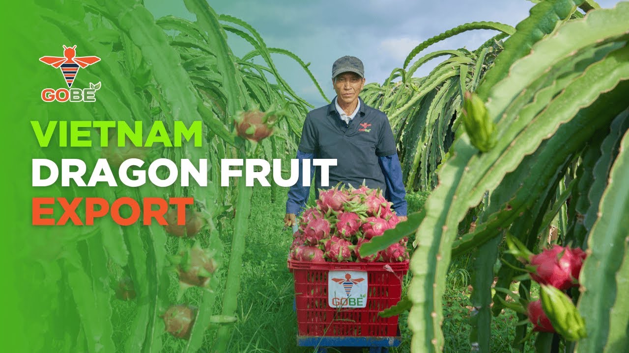 Vietnam Dragon Fruit Processing | GOBE Fresh Export Worldwide