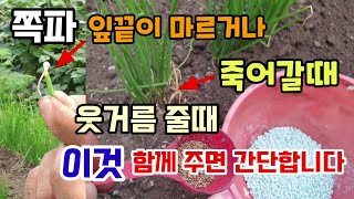 쪽파 잎끝이 마르거나 죽어가는 이유 쪽파 웃거름줄때 이것 함께 주면 간단합니다.