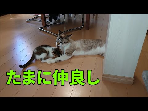 sometimes they get along
