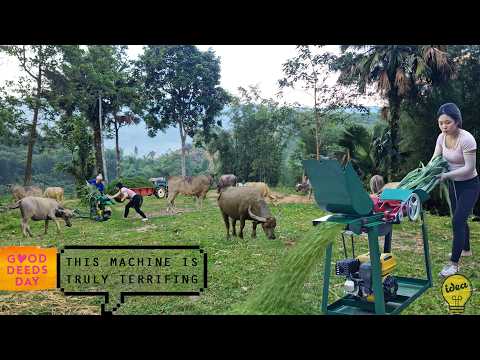 Repair Girl Helps a Female Farmer Build an Automatic Conveyor Belt Grass Chopper for Buffalo Feed