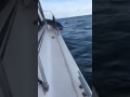 Mako Shark Jumps On Boat