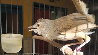 Download lagu Suara Ciblek Gunung Betina PIKAT - Pancingan Ampuh Bikin CIGUN Bahan Langsung NYAUT Bunyi GACOR mp3