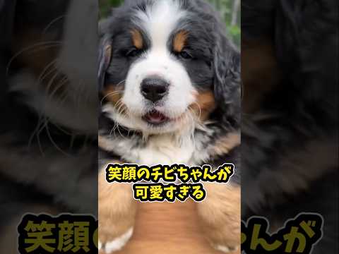 仕事で疲れた皆に贈る笑いと癒しのバーニーズ5選ww　#バーニーズマウンテンドッグ #笑える #癒し #大型犬のいる生活 #大型犬のいる暮らし #元気になる動画 さ