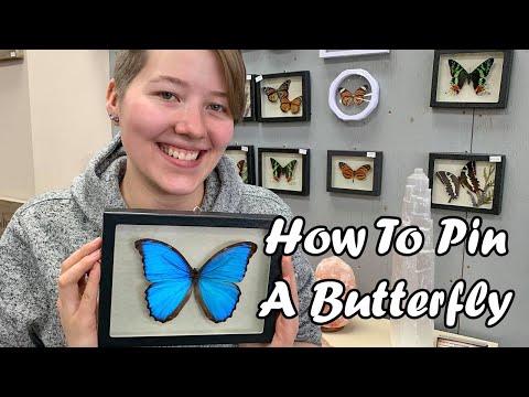How to Pin A Butterfly! Make Your Own Real Butterfly Art!
