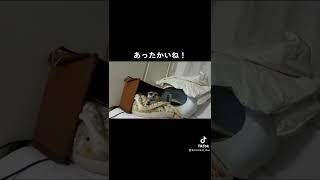 寒いの苦手なミーアキャットのために。미어캣(meerkat)#shorts