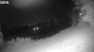 Buck on pond 2025 09 12