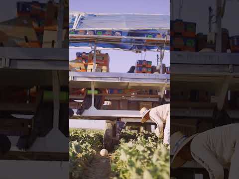 Learn how cantaloupes grow in the Golden State!