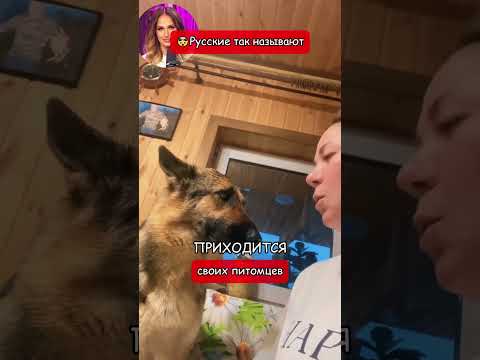 🤯Русские так называют своих питомцев (перевод Томи Ларен)