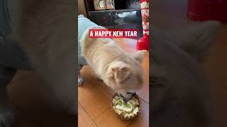 New Year 2023 #shorts #shortvideo #funny