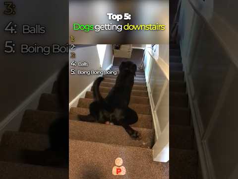 Top 5 Funniest Dogs Going Down Stairs🐶🤣 | #shorts