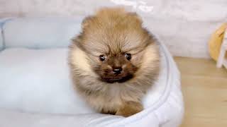 ポメラニアンの動画01