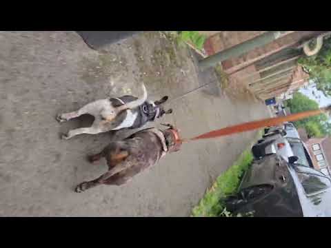 Paws and Serenity Co. video.