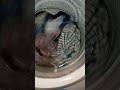 Candy Washing Machine Hygiene 60 Degrees