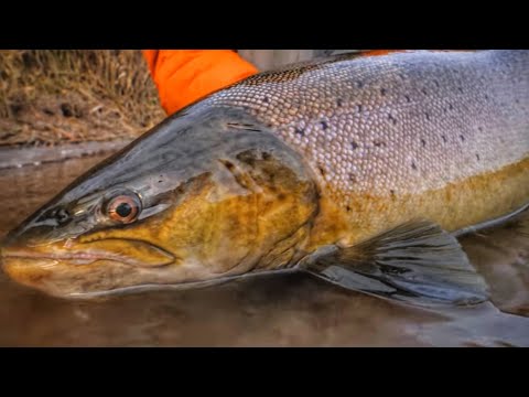 THE HUNT - A Quest For GIANT Brown Trout! - Official Short Film.