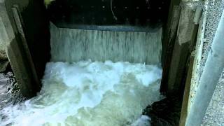 preview picture of video 'Voights Creek Hatchery - Salmon Run 2011 - Orting, WA - #1'