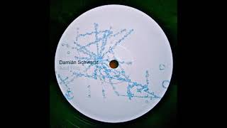 Damian Schwartz - El Telefono Siempre Suena Dos Veces
