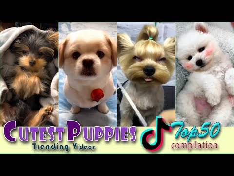 Cachorros más lindos jamás! 🐶 Los 50 mejores videos de Tik Tok 💕 FUNtastic # 39
