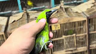 Download lagu BONGKARAN CAK IJO BERAU!! NOPENG MENTAL CALON JAMTROCK mp3