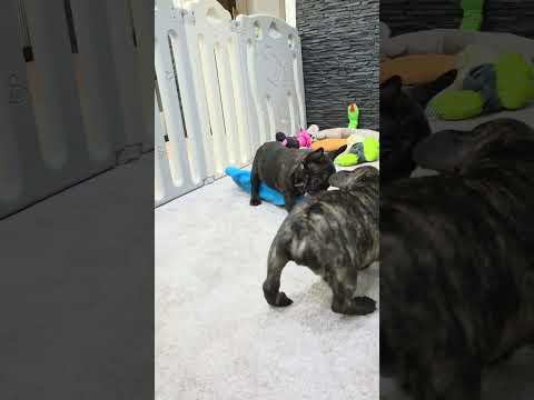 Video 3
