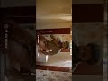 Mule Mule Song Full Screen What S Up Status