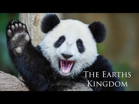The Untold Documentary Of the Panda 2020 National Geographic Life Of Panda