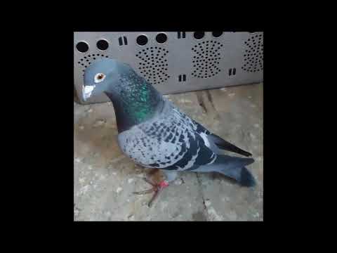 Video Placeholder