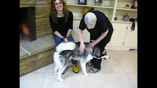 Video preview image #1 Siberian Husky Puppy For Sale in Enfield, CT, USA