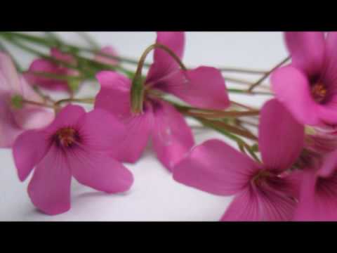 ILIE LAURENTIU:) FIORI:-)