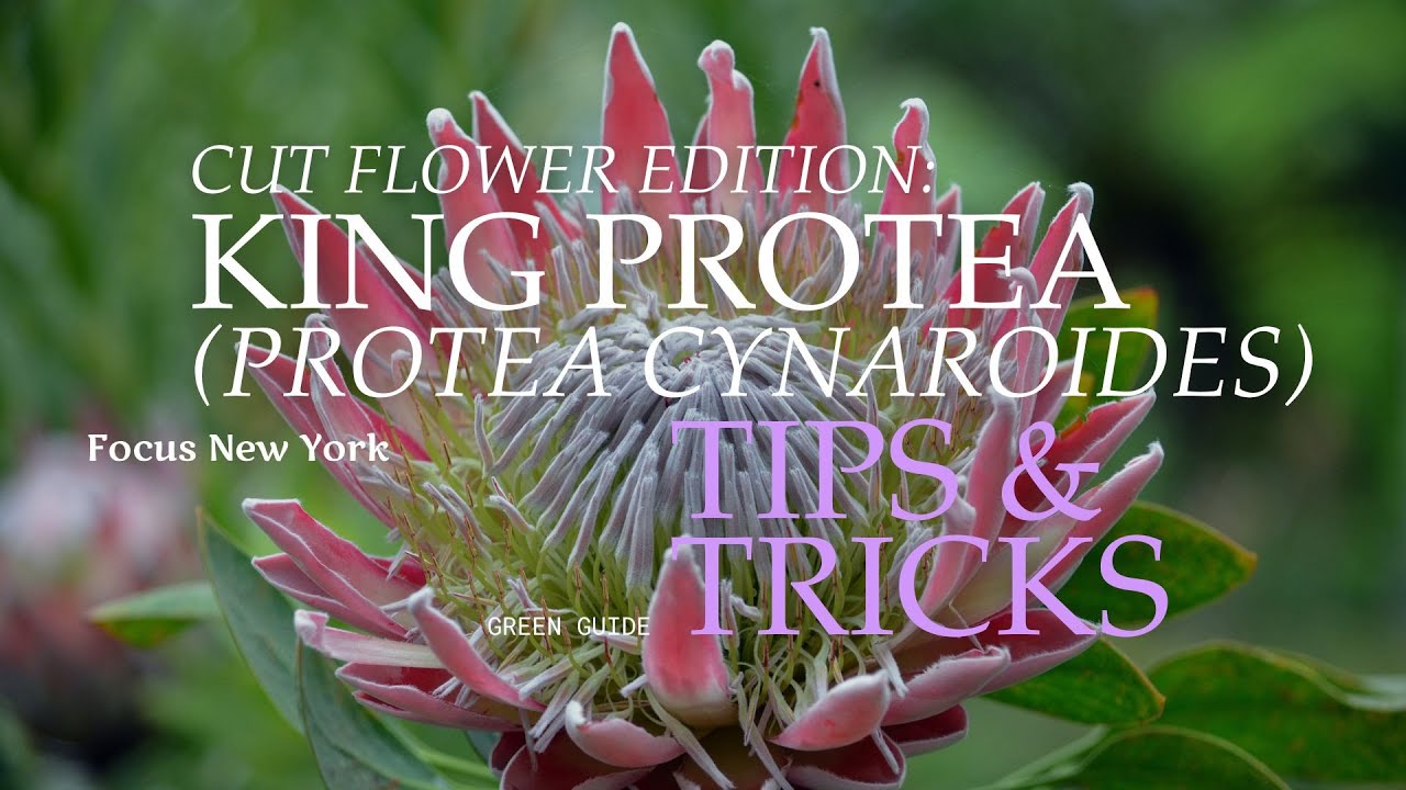 Cut Flower Edition: King Protea (Protea cynaroides) Tips & Tricks by Focus New York
