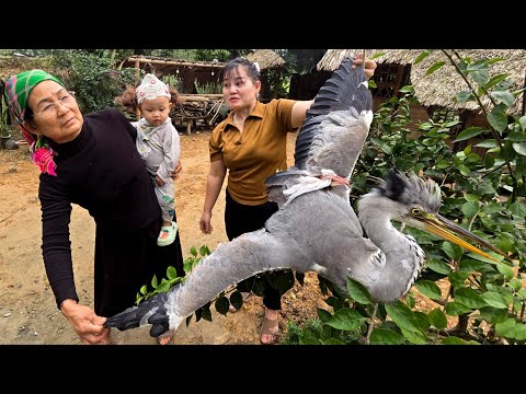 The Mystery Behind the Giant Bird That Appeared at Our Front Door