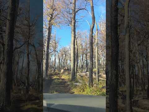 Bosque Quemado, camino a Río Pico, Chubut. Argentina #offroad #musica