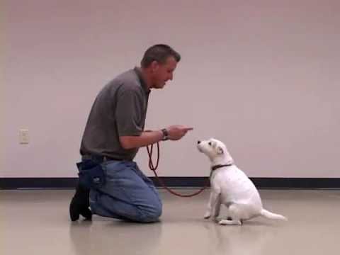 Training an Older Dog to LIE DOWN or DROP