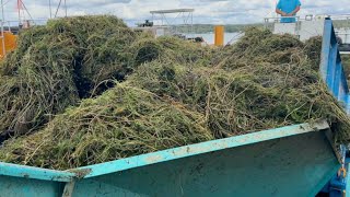 'We're ready to go': Chautauqua officials prepare to tackle weeds in Chautauqua Lake this summer