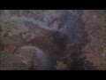 Kaiju Dinosaur Stomp 1 HD 720p