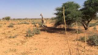 preview picture of video '2014 01 15 Giraffes in Niger'
